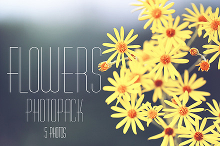 Beautiful flowers featuring autumn, background, and beautiful