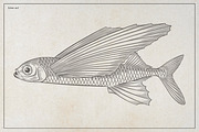 Flying Fish Vector Illustration, an Animal Illustration by Kusumaillustration (Thumbnail 3 of 6)