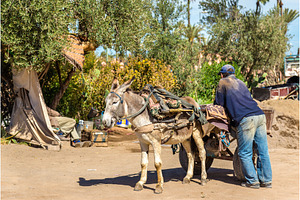 Donkey with a worker on a street of Marrakesh, Morocco, an Animal Photo by Leonid Andronov