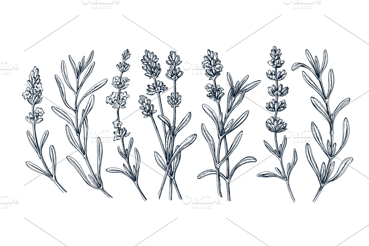Hand drawn isolated flowers set, an Object Graphic by SpaceNymph (Photo 5 of 5)