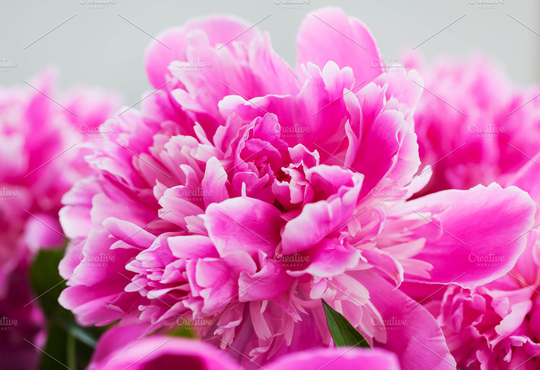 Pink purple peony flowers, a Nature Photo by Kate S