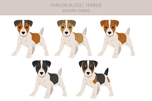 Smooth Coated Parson Russel Terrier