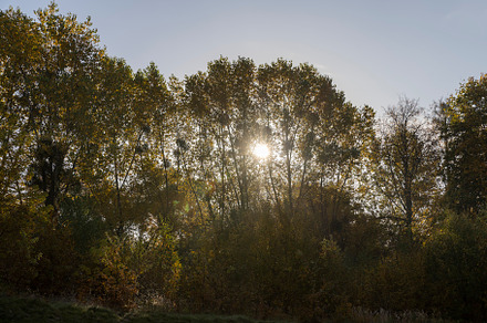 Beautiful trees in the autumn season with colorful foliage, a Photo by MyPhotos