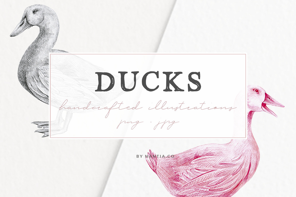 Hand drawn Ducks Illustrations, an Animal Illustration by Greek fonts by nantia.co (Photo 1 of 6)