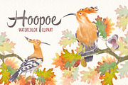 watercolor hoopoe bird clipart, an Illustration by Art & Things (Thumbnail 4 of 5)