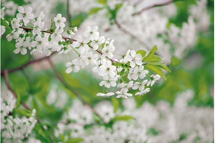 Cherry flowers frame, a Nature Photo by Nature and travel