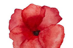 Beautiful picture of poppy flowers. Happy Remembrance Day