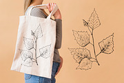 Birch leaf. Sketch and patterns, an Illustration by Canatic (Thumbnail 8 of 10)