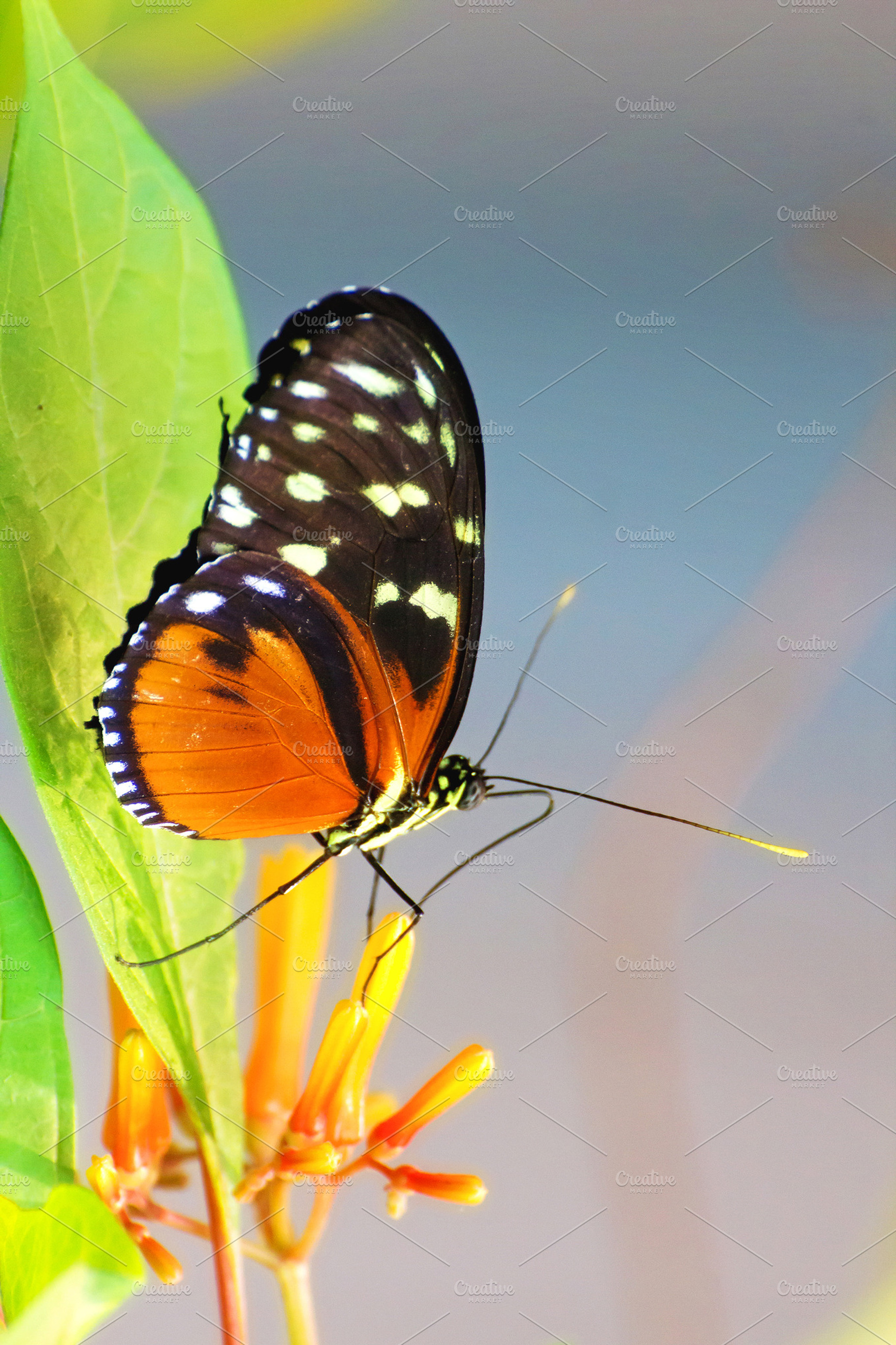 Hecale Longwing Butterfly