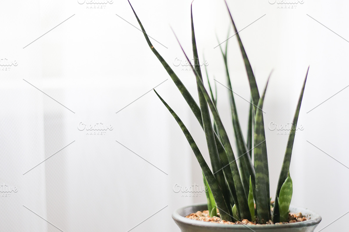 Living with Plants Photo Bundle, a Nature Photo by Wellness Stock Market (Photo 7 of 11)