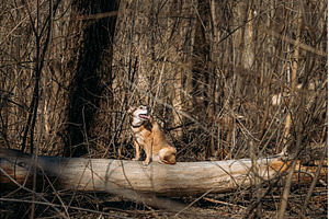 Brown-White Mixed Breed Dog Sitting, an Animal Photo by Our Amazing World