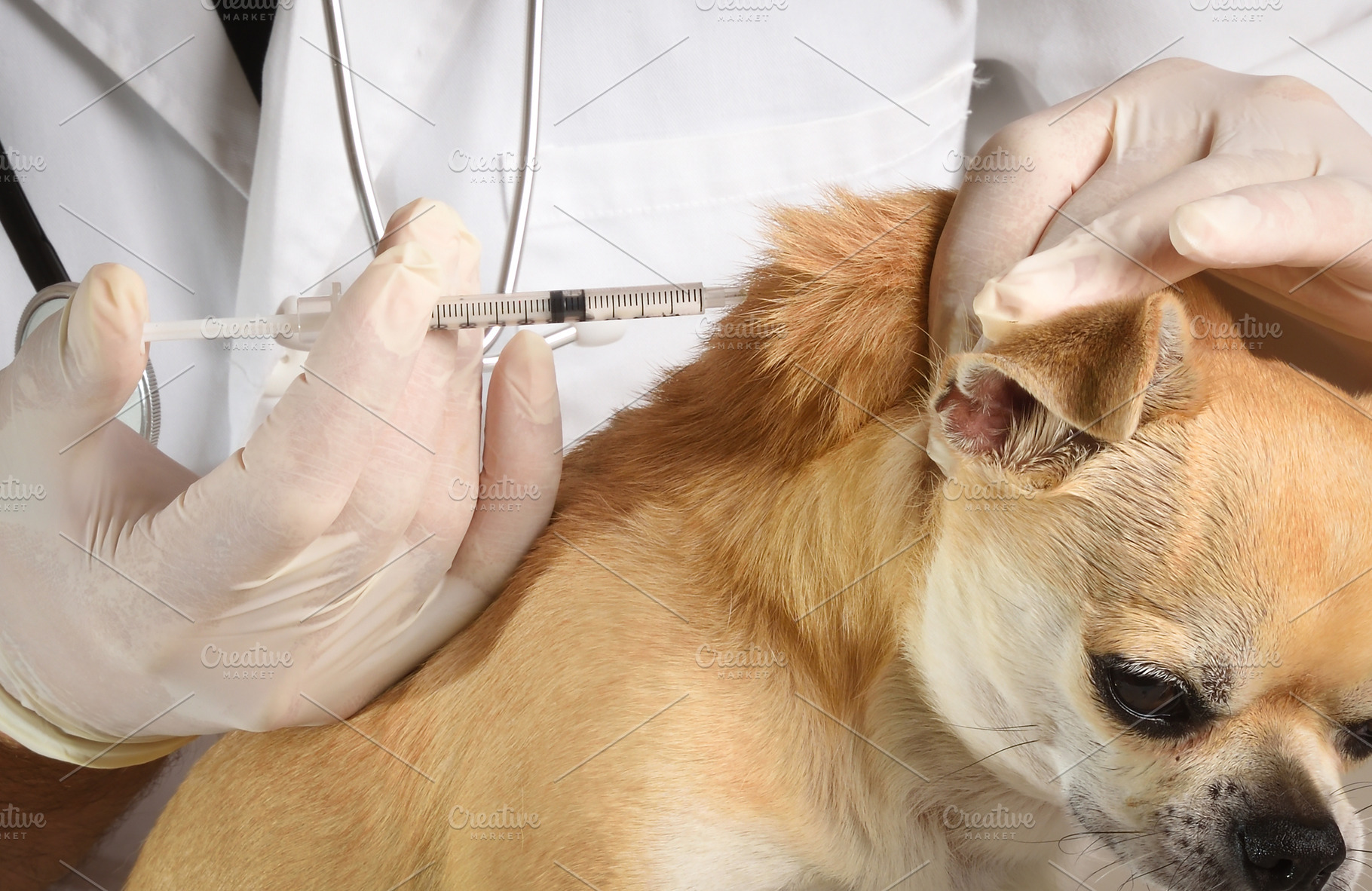 Veterinarian Vaccinating a Chihuahua During a Medical Examinatio, an Animal Photo by Davizro's Market