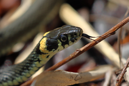 grass snake