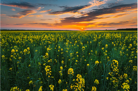Sunset Sky Over Horizon Of Spring, a Nature Photo by Our Amazing World