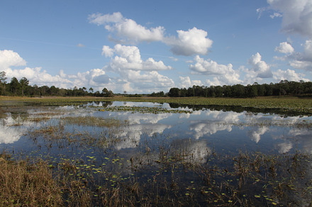 Lake in Gold Head Branch State Park
