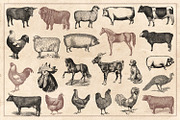 100 Vintage Farm Animals (Vector), an Animal Illustration by Brigantine Designs (Thumbnail 5 of 7)