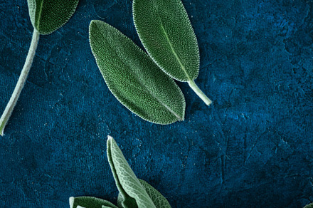 Macro photography of fresh sage stock photo containing sage and fresh