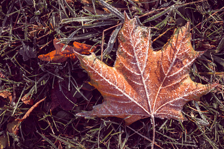 Winter is coming, a Nature Photo by Eni_fly