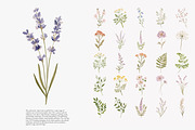 a wildflower meadow clipart set, a Decorative Illustration by Patishop Art (Thumbnail 5 of 12)