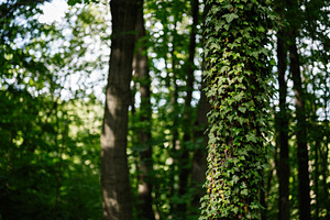 Lush green forest with a tree covered in vibrant climbing ivy plants, a Photo by AS photostudio