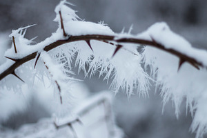 Branch with snow 1