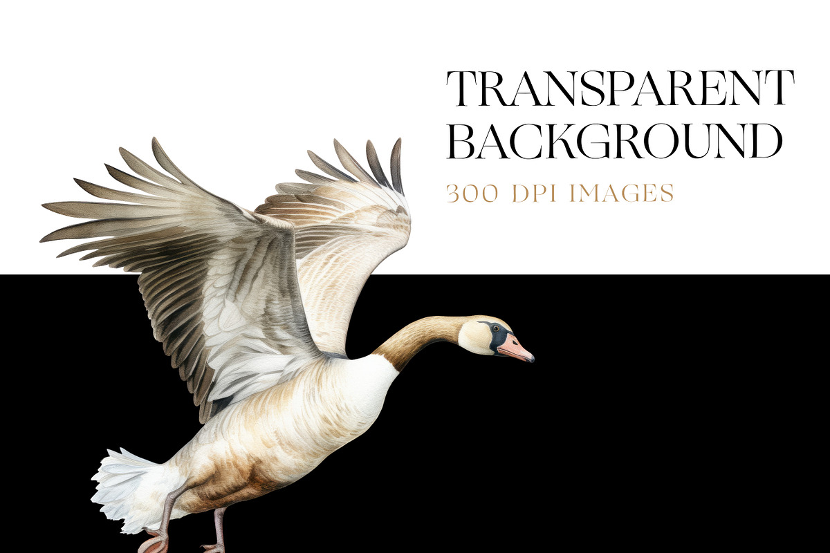 Watercolor Goose Clipart, Cute Geese, an Animal Illustration by BrushstrokeArtGB (Photo 7 of 9)