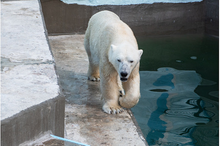 Polar bear in the zoo, an Animal Photo by Jan Jack Russo Media
