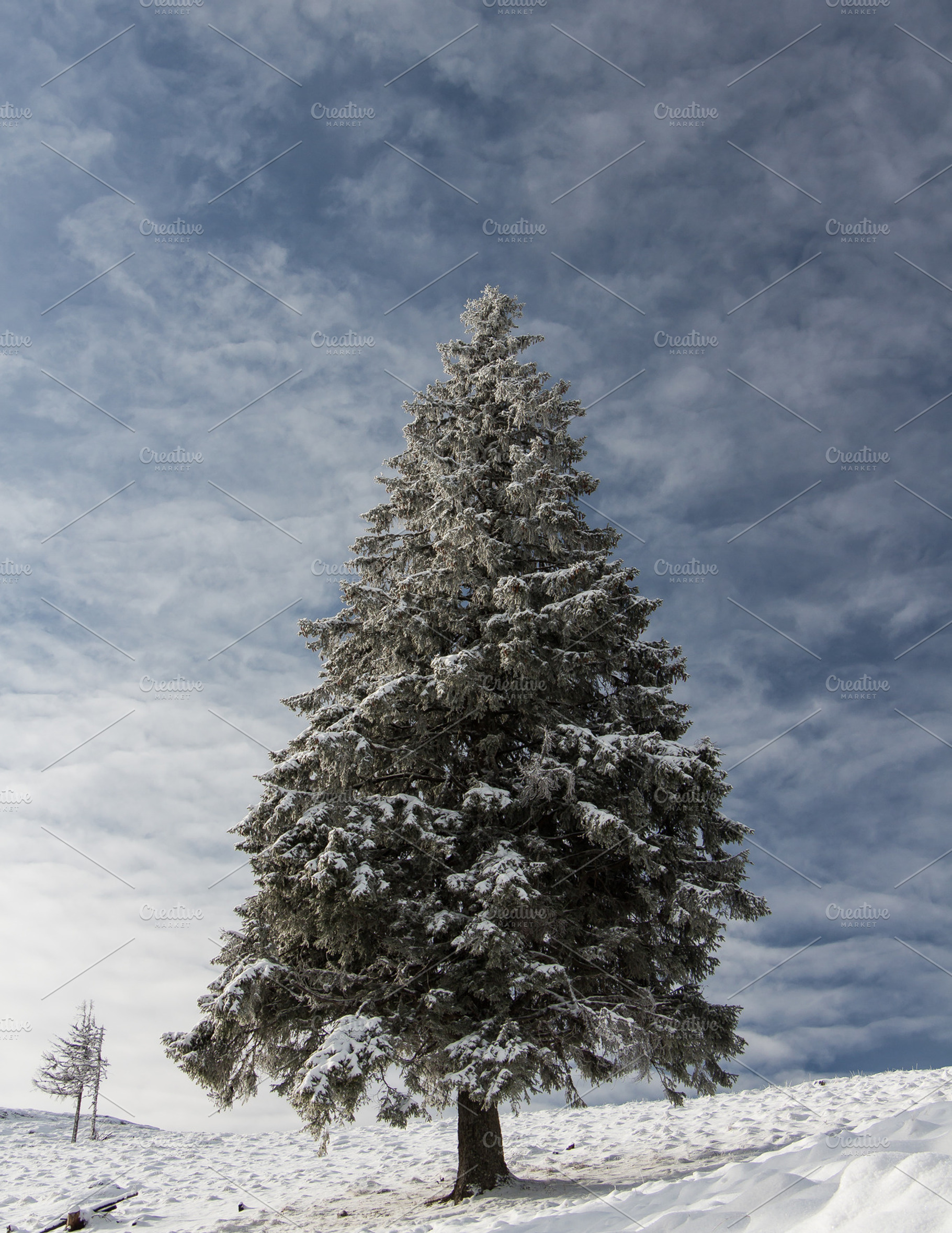 Christmas tree stock photo containing beauty and christmas holiday, a Nature Photo by Travel_photos