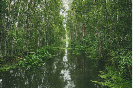 Swamp in the forest, a Nature Photo by Nature and travel