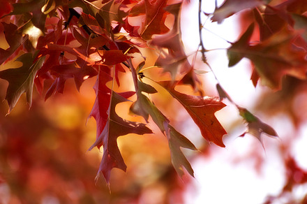 fall season background preview 6