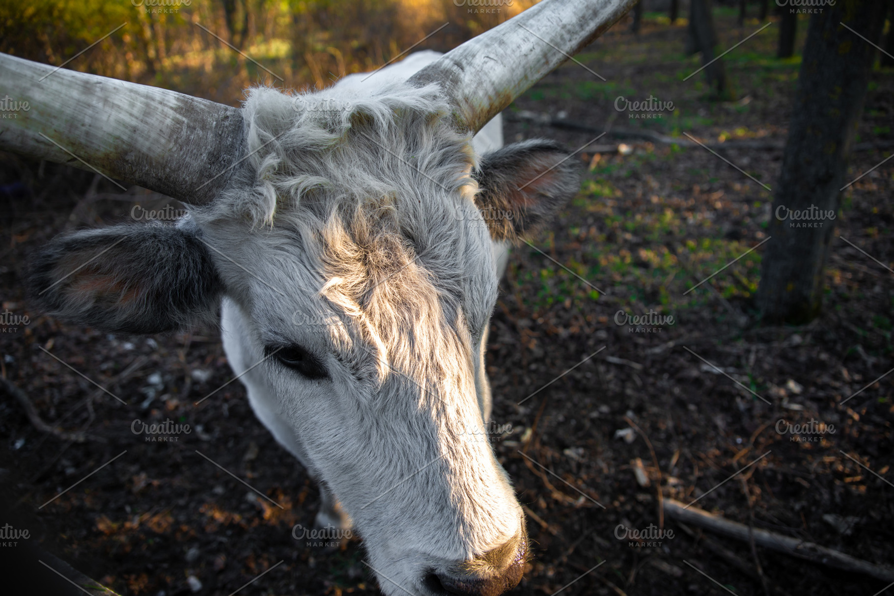 Close-up of a white bull with large horns in a forest, illuminat, an Animal Photo by Ales Munt