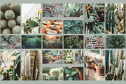 Succulent Cactus Stock Photo Bundle, a Nature Photo by René Jordaan Photography (Thumbnail 2 of 2)