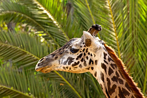 Giraffe containing animal, picture, and photo