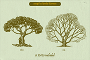 Oak Tree engraving Bundle, an Object Illustration by Arthur Balitskiy (Thumbnail 3 of 4)
