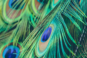 Peacock Feathers