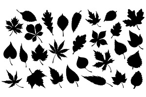 Leaves and foliage of trees, an Object Illustration by Vector Tradition