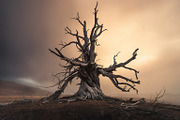 48 Dying Tree Images, a Nature Photo by h.utomo (Thumbnail 11 of 48)