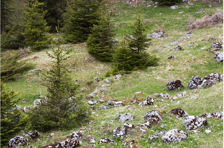Lush green landscape with rocks, a Nature Photo by Irina