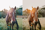 Rustic Fall Moody Lightroom Presets, an Action Add-On by CityTurtles (Thumbnail 5 of 10)
