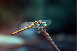 Close-up of a colorful dragonfly, an Animal Photo by Sergey Kotenev