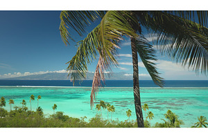 Palm trees swaying on tropical, a Nature Photo by Goinyk