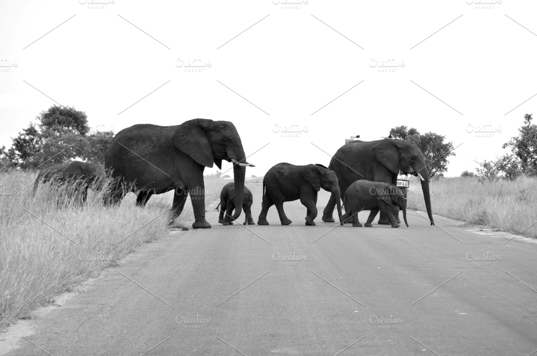 Elephant family stock photo containing elephants and elephant family, an Animal Photo by SCF