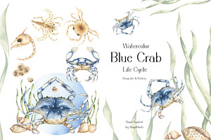 Watercolor Blue Crab Life Cycle Set
