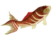 Japanese Koi Images, a Graphic by Digital Vintage (Thumbnail 4 of 7)