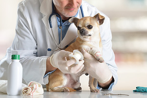 Veterinarian applying bandage to Chihuahua paw