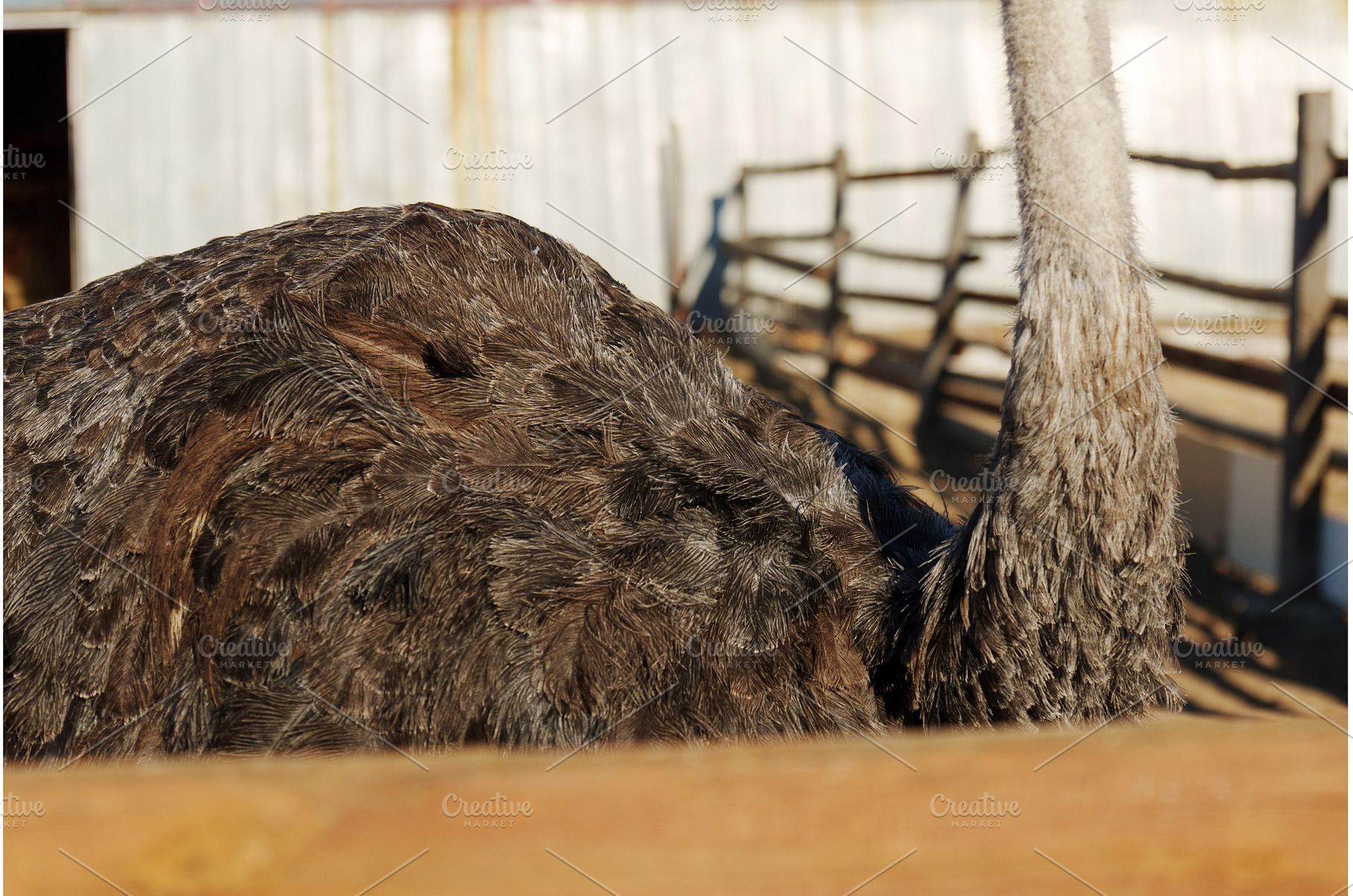 Ostrich standing in a farm enclosure, an Animal Photo by darksoul72