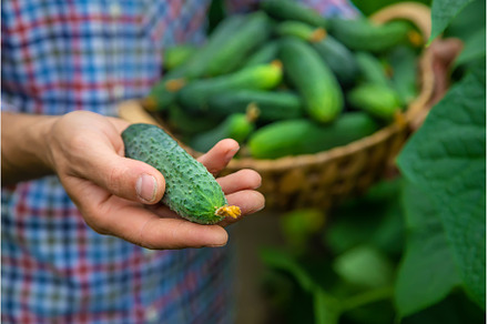 A man holds a harvest of cucumbers, a Food & Drink Photo by yanadjana