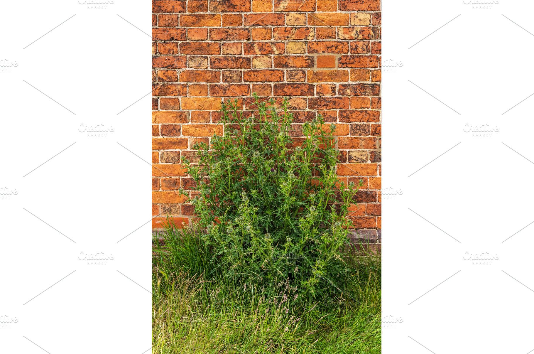 Large thistle plant grows against an, a Nature Photo by Backyard Stock