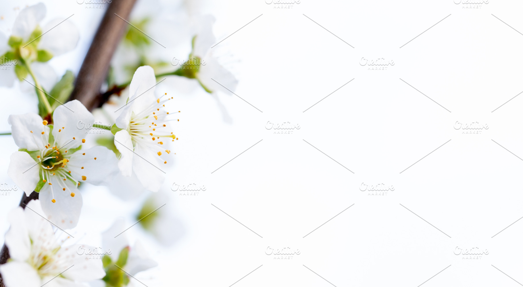 Dreamy cherry blossoms, a Nature Photo by Ivanna
