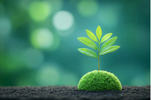 Carbon sequestration is facilitated, a Nature Photo by ZinetroN